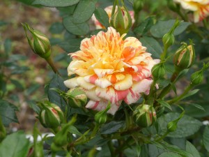 CLAIRE RAYNER (miniature)